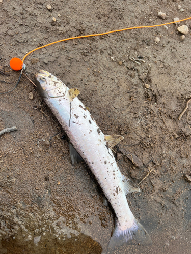 アメマスの釣果