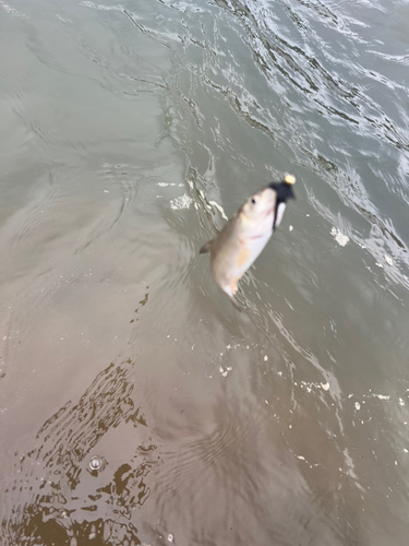 ウグイの釣果