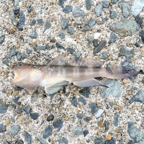 イトヒキハゼの釣果