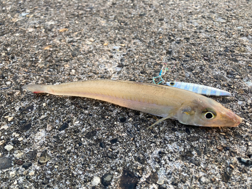 シロギスの釣果