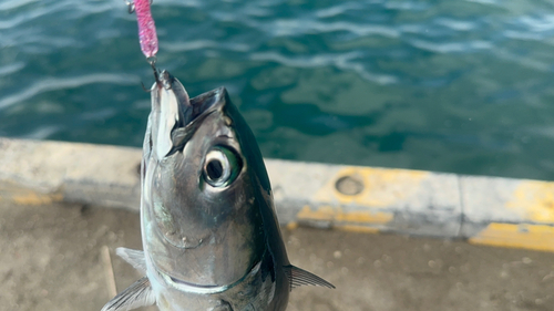 マルソウダの釣果