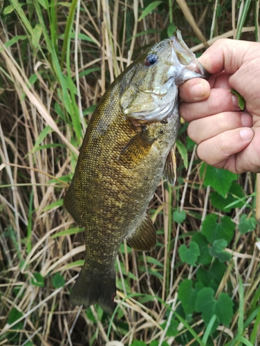 スモールマウスバスの釣果