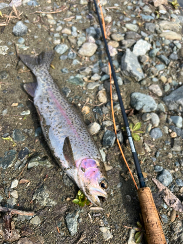 ニジマスの釣果