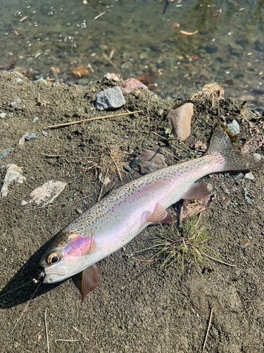 ニジマスの釣果