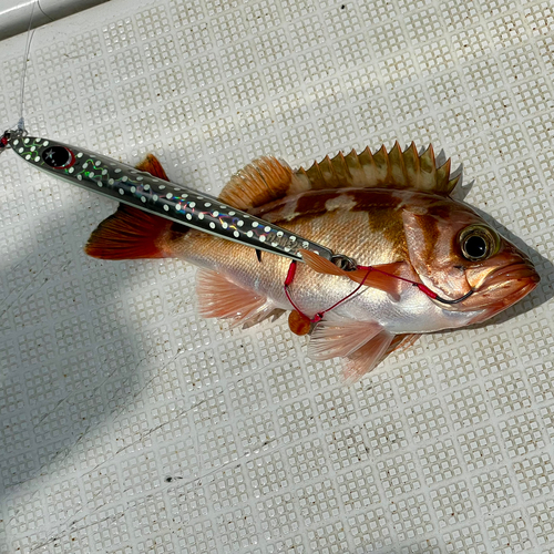 ウスメバルの釣果