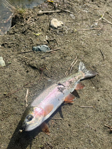 ニジマスの釣果