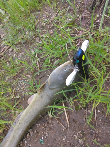 ナマズの釣果