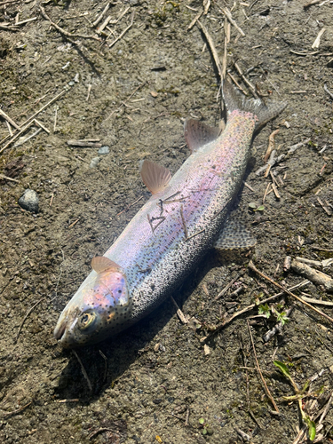 ニジマスの釣果