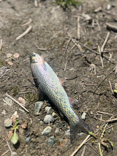 ニジマスの釣果