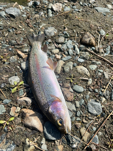 ニジマスの釣果