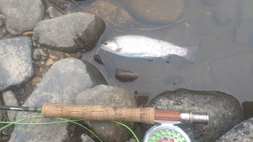 ニジマスの釣果