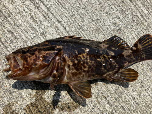 タケノコメバルの釣果