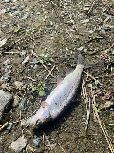 ニジマスの釣果