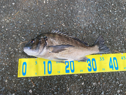 クロダイの釣果