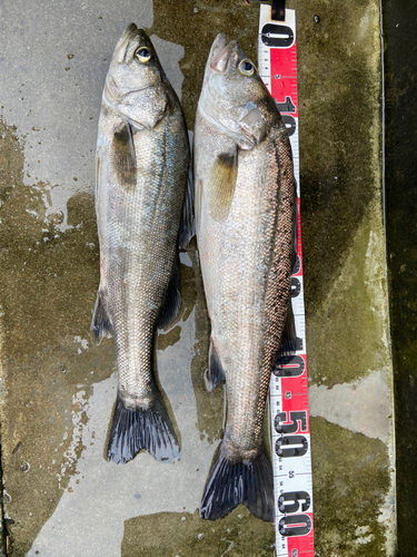 シーバスの釣果