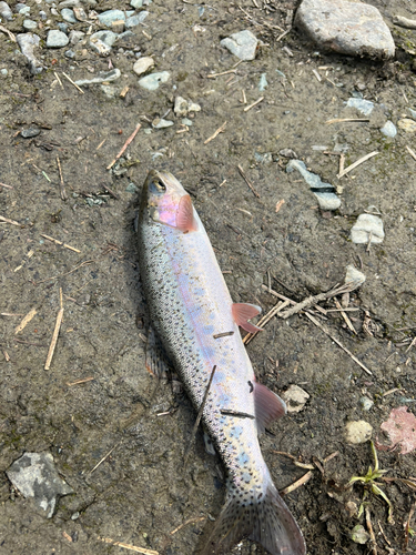 ニジマスの釣果