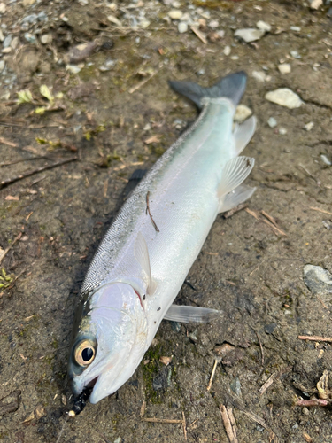 ニジマスの釣果