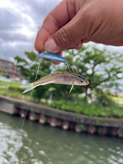 モツゴの釣果