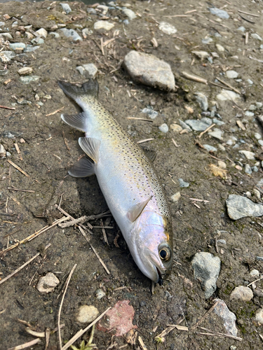 ニジマスの釣果