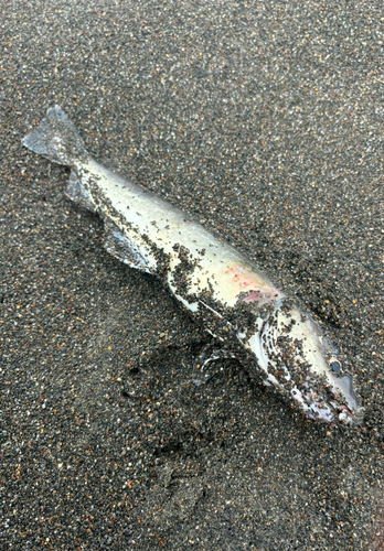 コマイの釣果