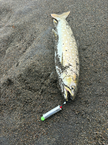 アメマスの釣果