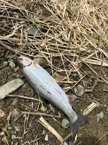 ニジマスの釣果