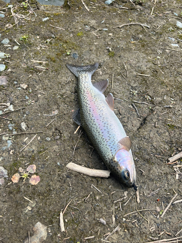 ニジマスの釣果