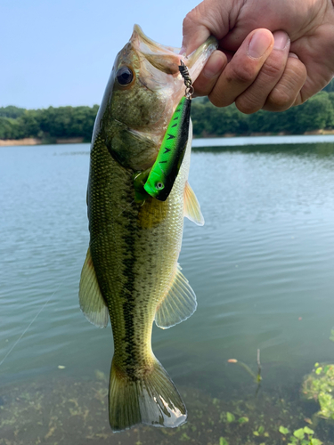 ラージマウスバスの釣果