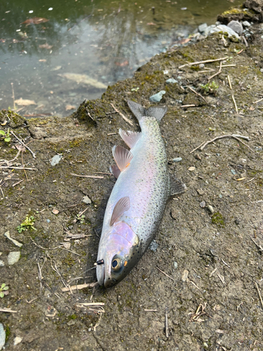 ニジマスの釣果