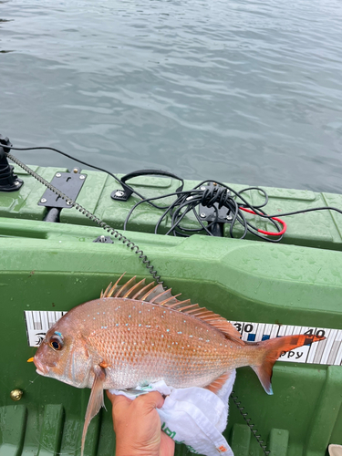 タイの釣果