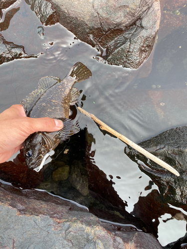 ムラソイの釣果