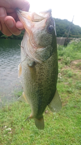 ラージマウスバスの釣果