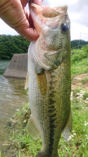 ラージマウスバスの釣果