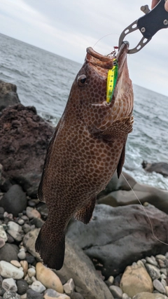 オオモンハタの釣果