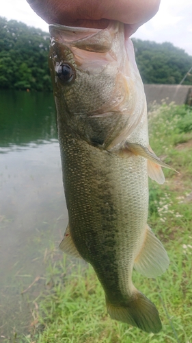 ラージマウスバスの釣果