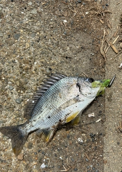 キビレの釣果