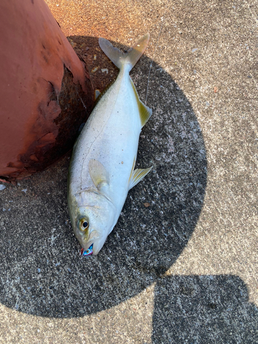 ワカシの釣果