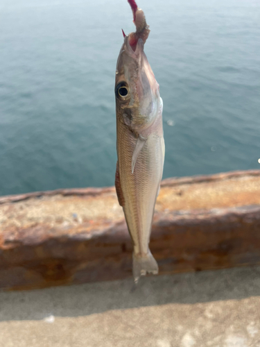 キスの釣果