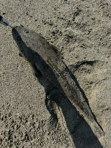 コチの釣果