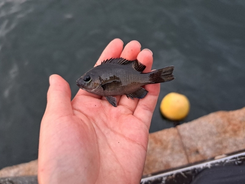 メジナの釣果