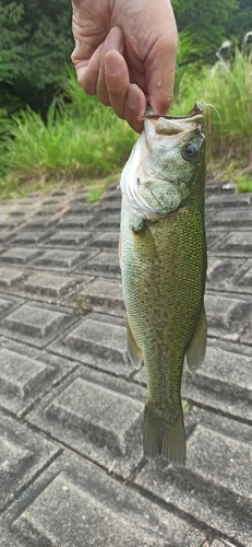 ラージマウスバスの釣果