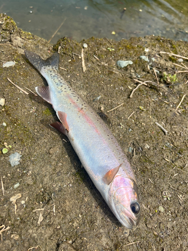 ニジマスの釣果