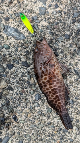 オオモンハタの釣果