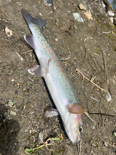 ニジマスの釣果