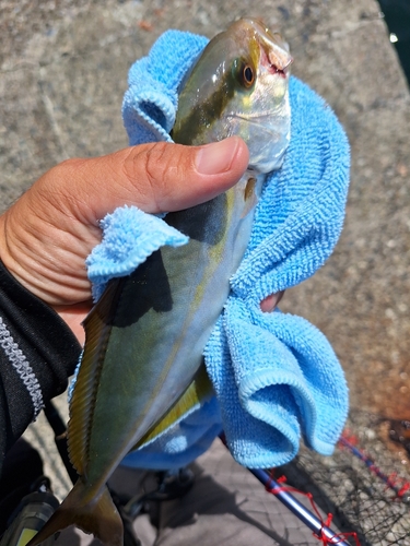 ショゴの釣果