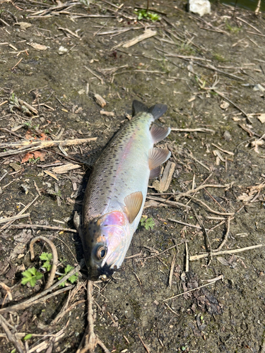 ニジマスの釣果