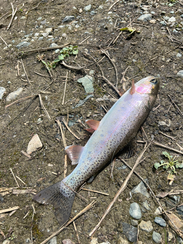 ニジマスの釣果