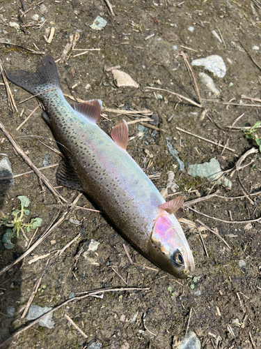 ニジマスの釣果