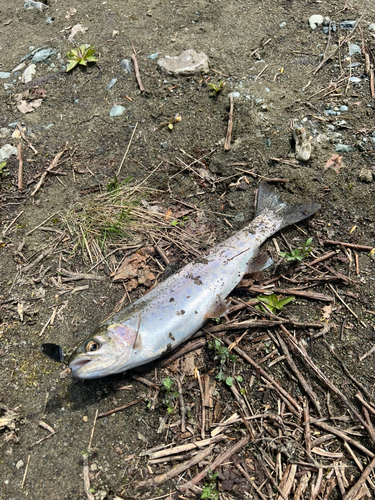 ニジマスの釣果