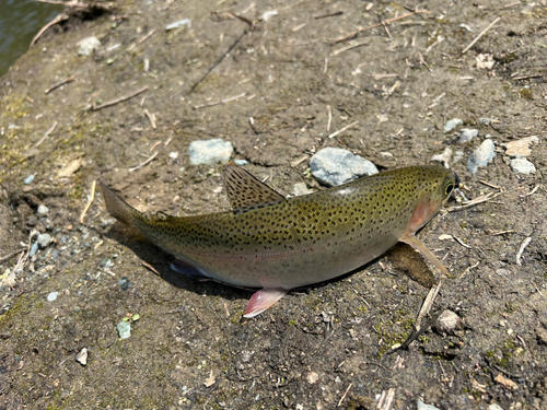 ニジマスの釣果